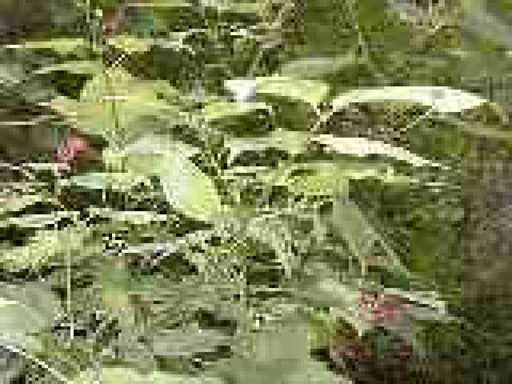 Burning bush