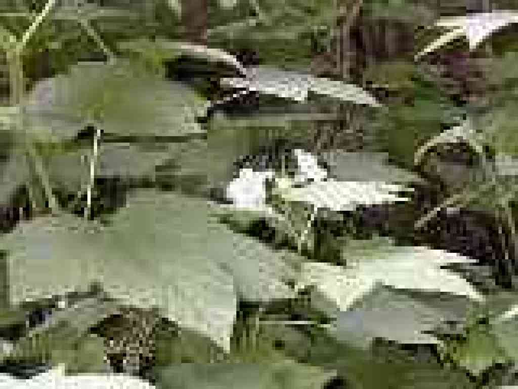 Thimbleberry