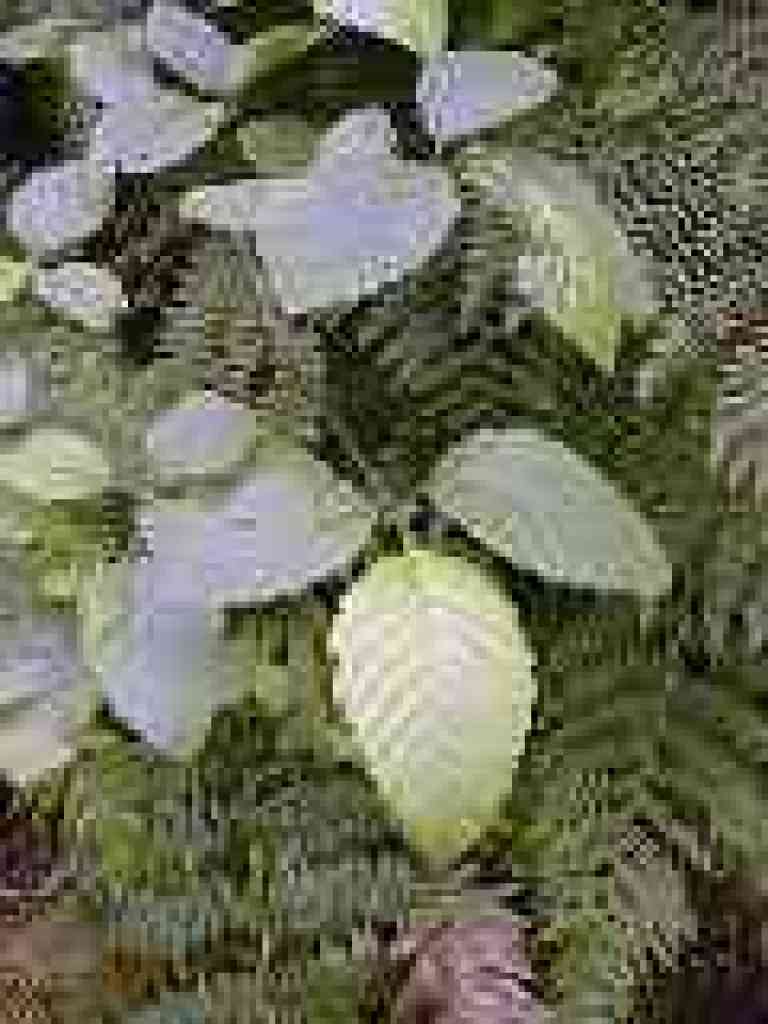 Alder