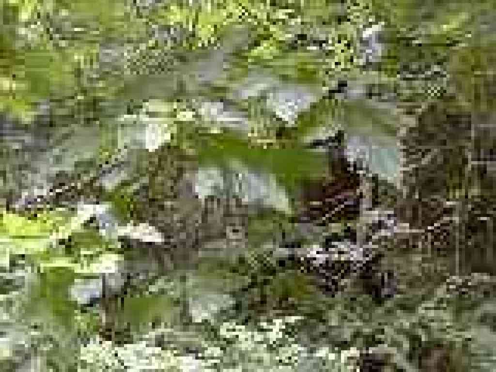 Big leaf maple