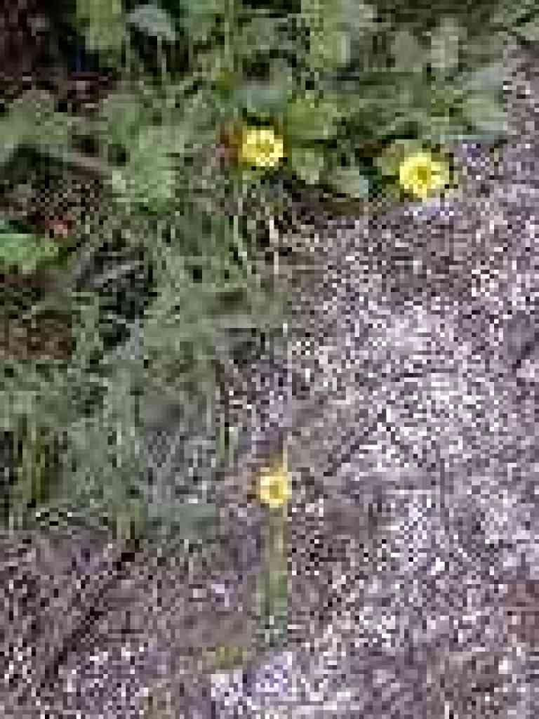 Yellow flowers