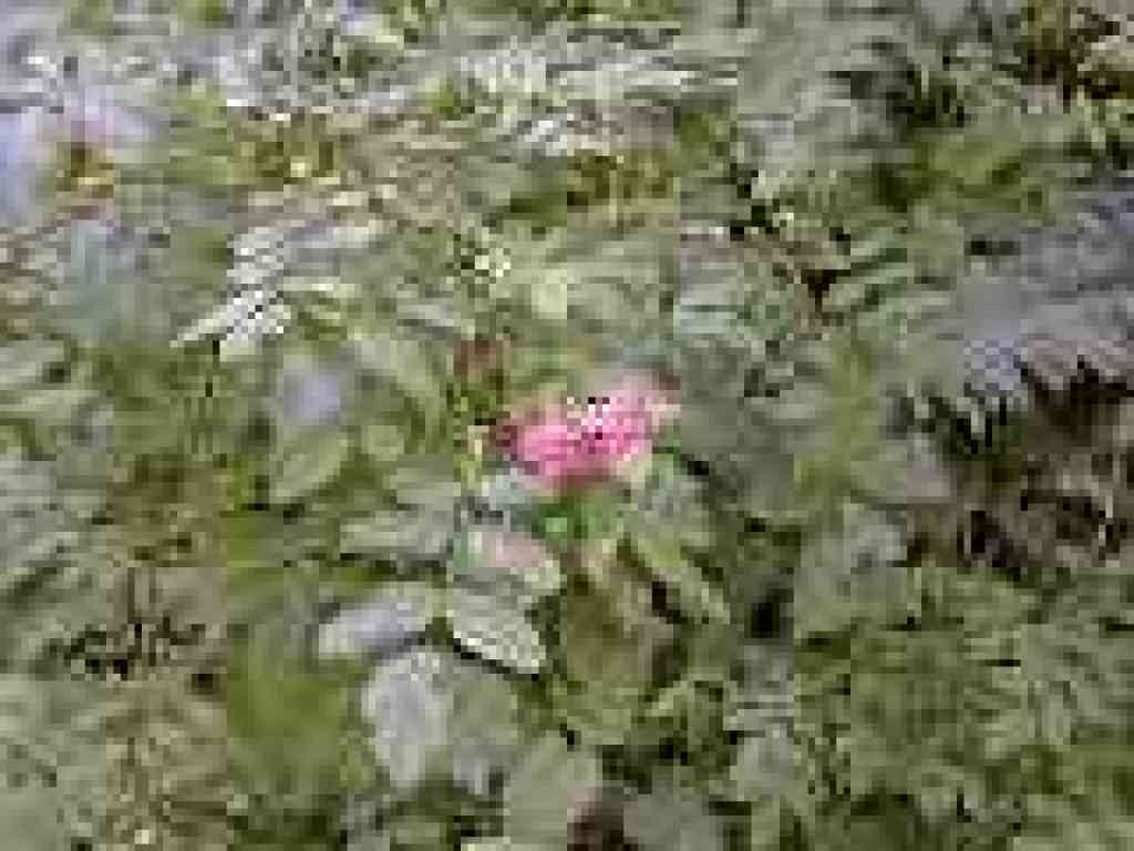 Wood rose