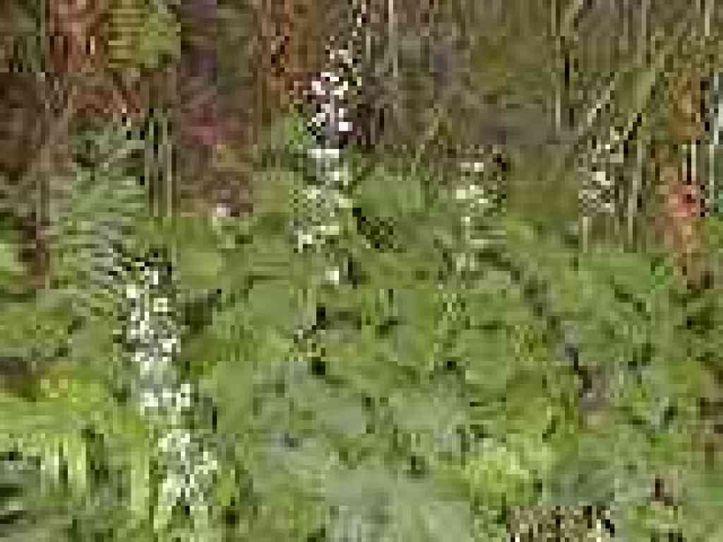 Spring flowers