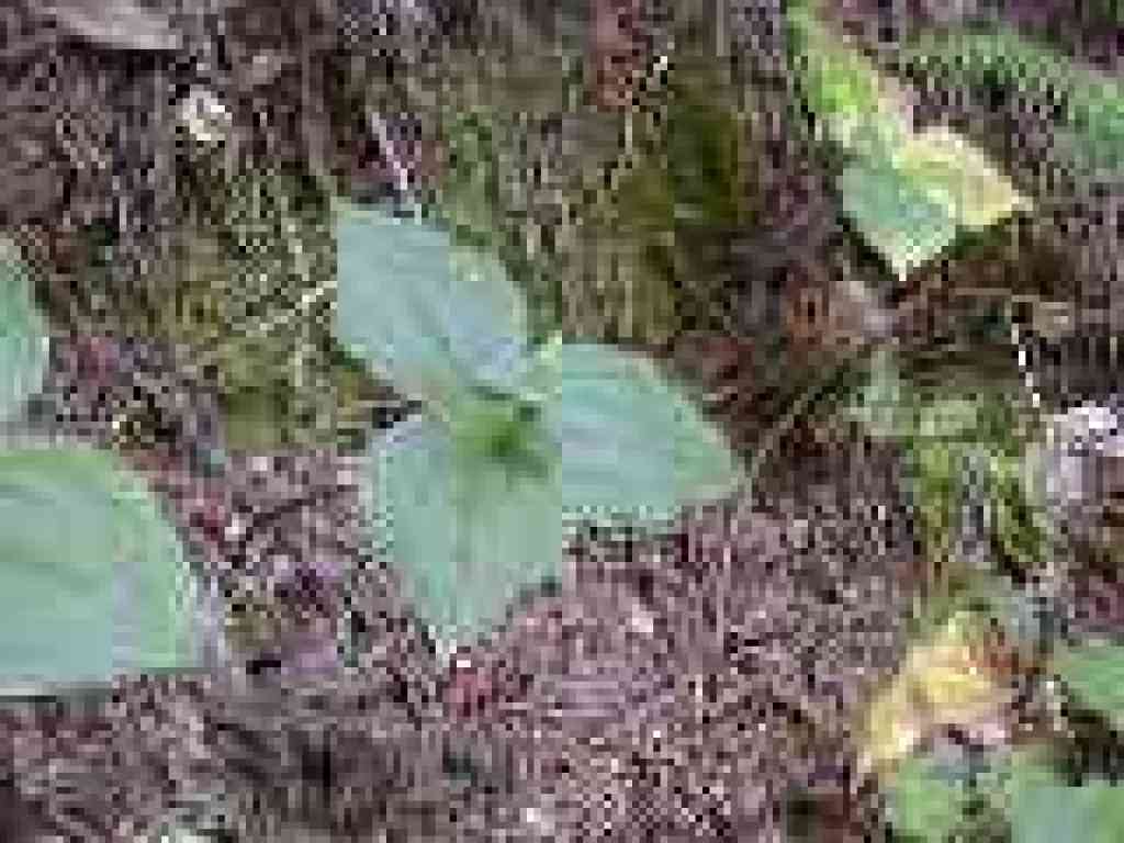 Trillium
