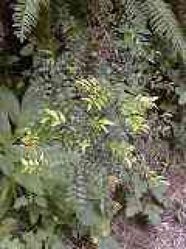 Huckleberry