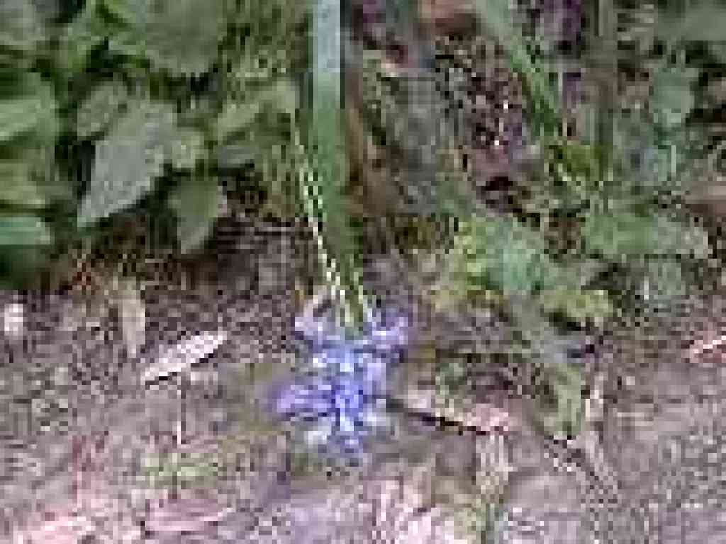 Iris