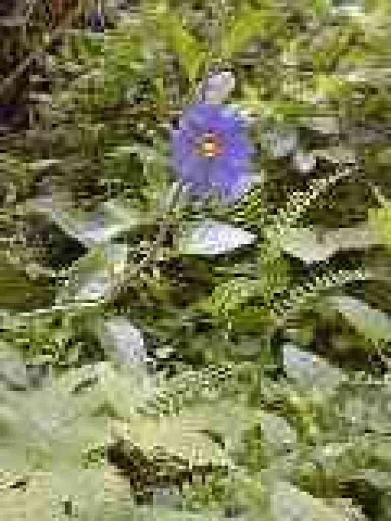 Blue witch nightshade