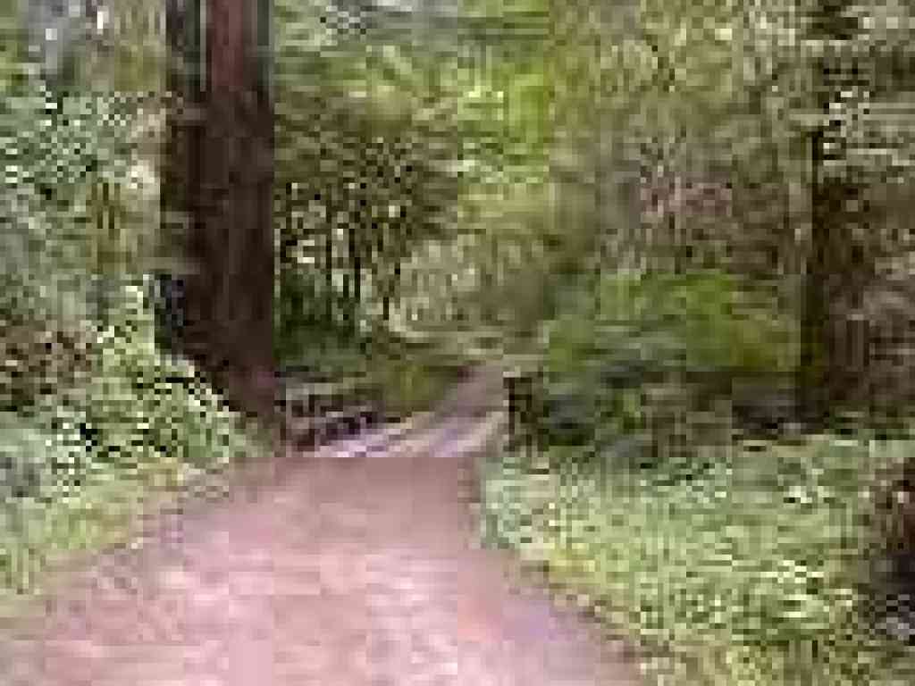 Bridge