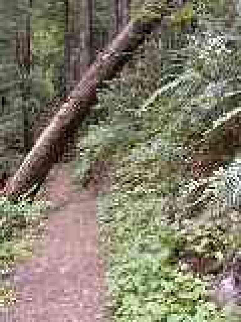 Fallen tree