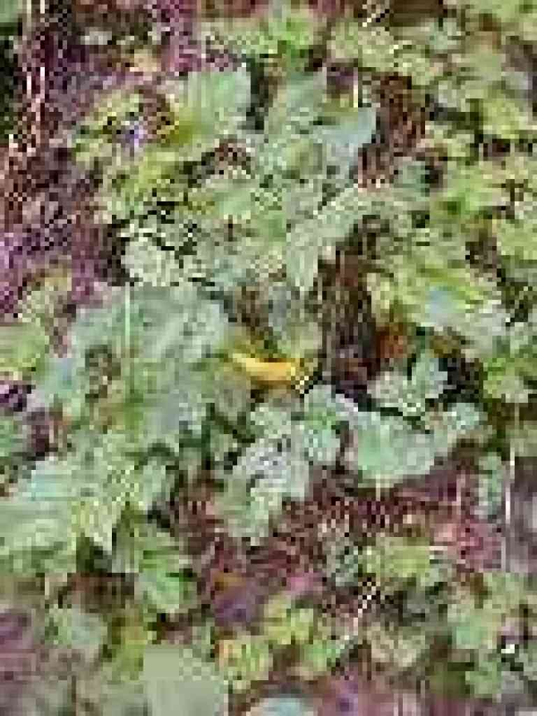 Banana slug