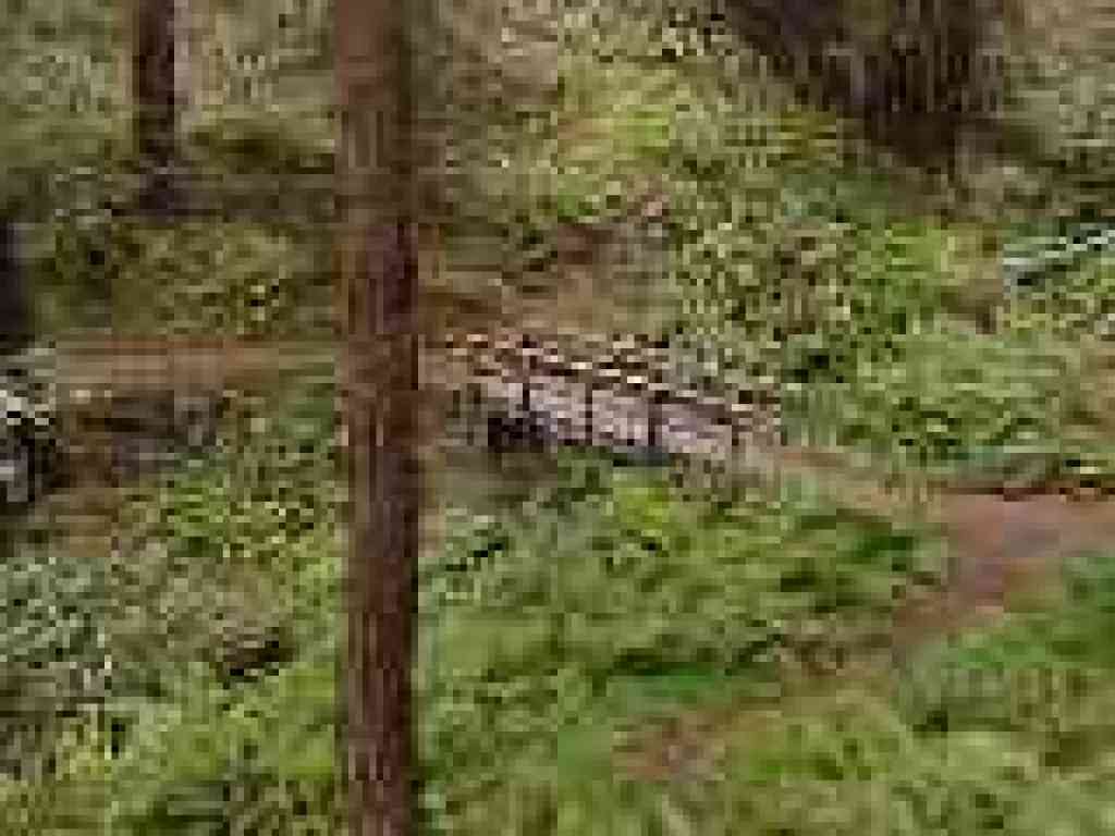 Bridge
