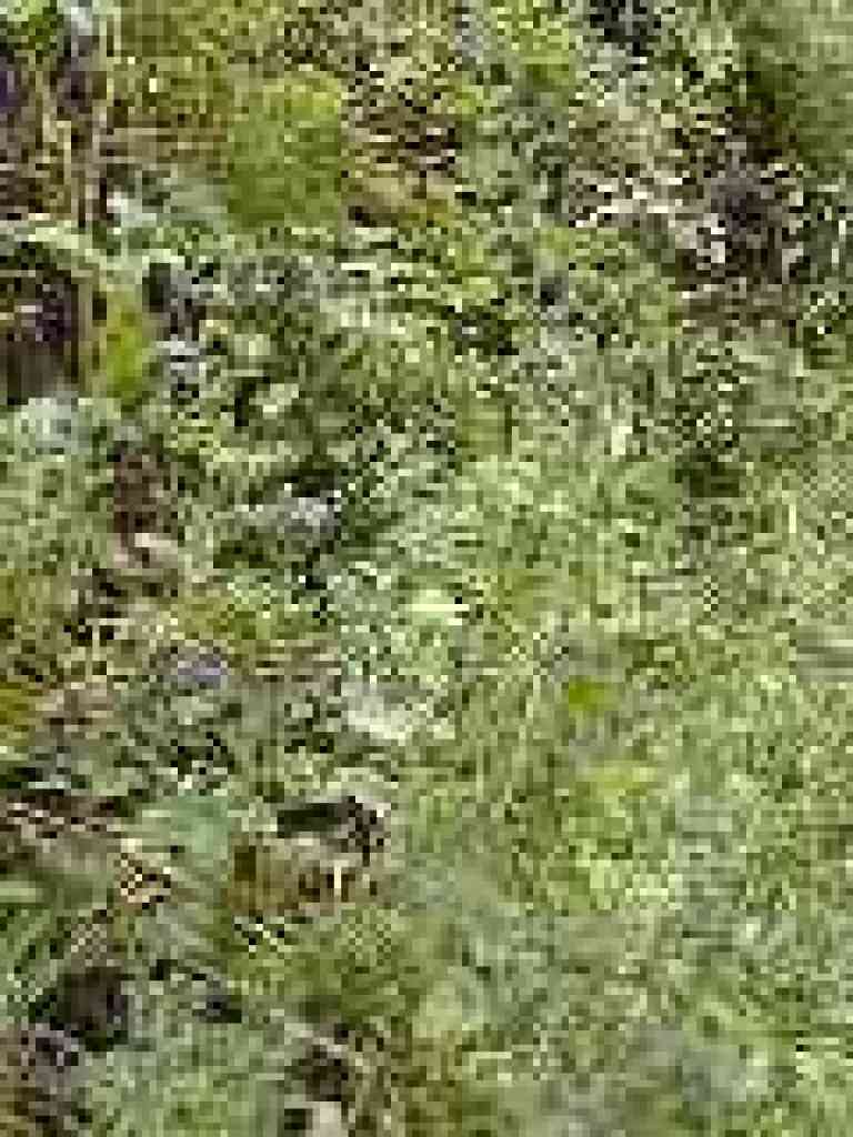 Scorpionweed