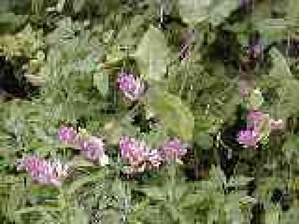 Honeysuckle