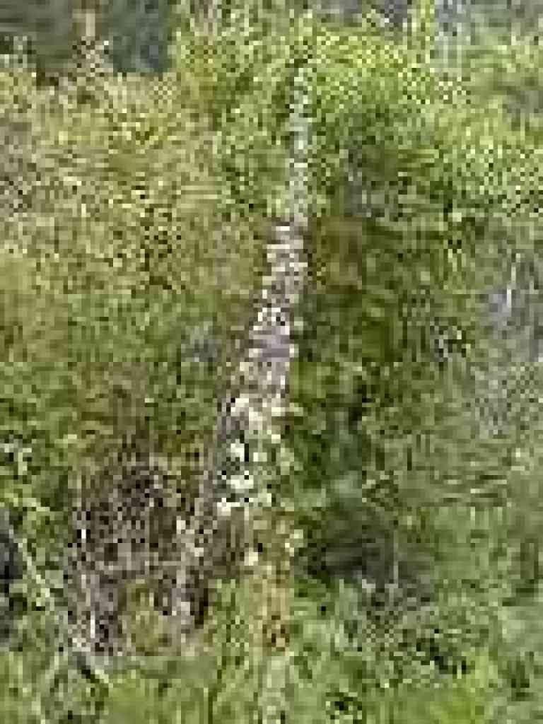 Unknown flowering plant