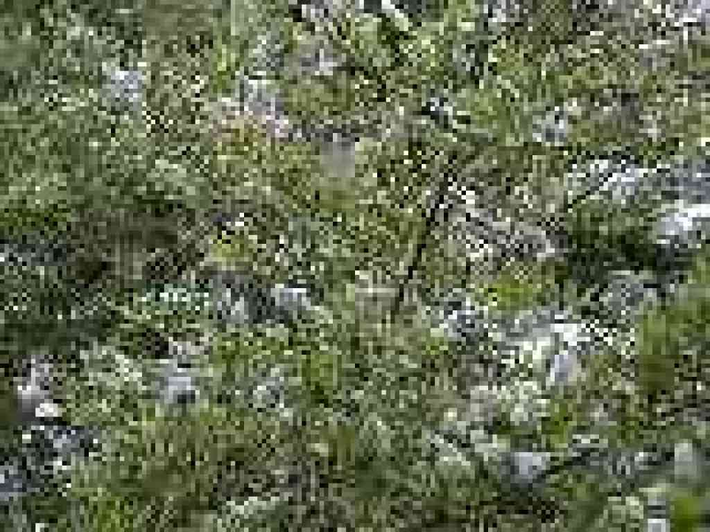Ceanothus