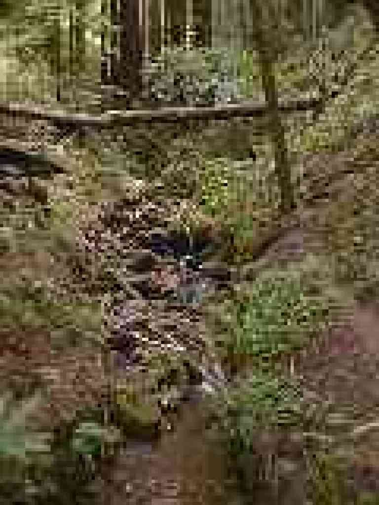 Soda Creek