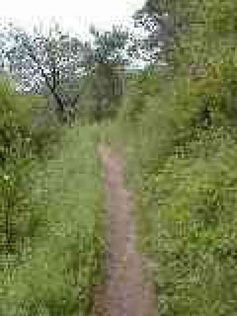 Another grassy area