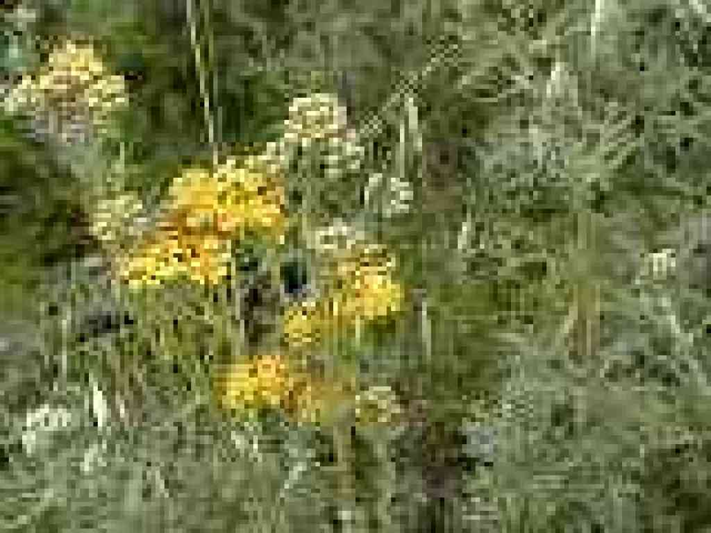Yellow flowering plant