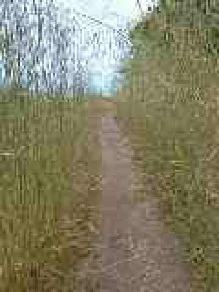 Overgrown