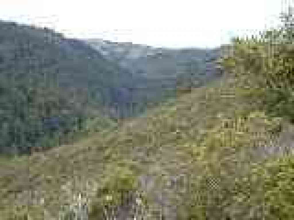 Chaparral gives way to redwoods