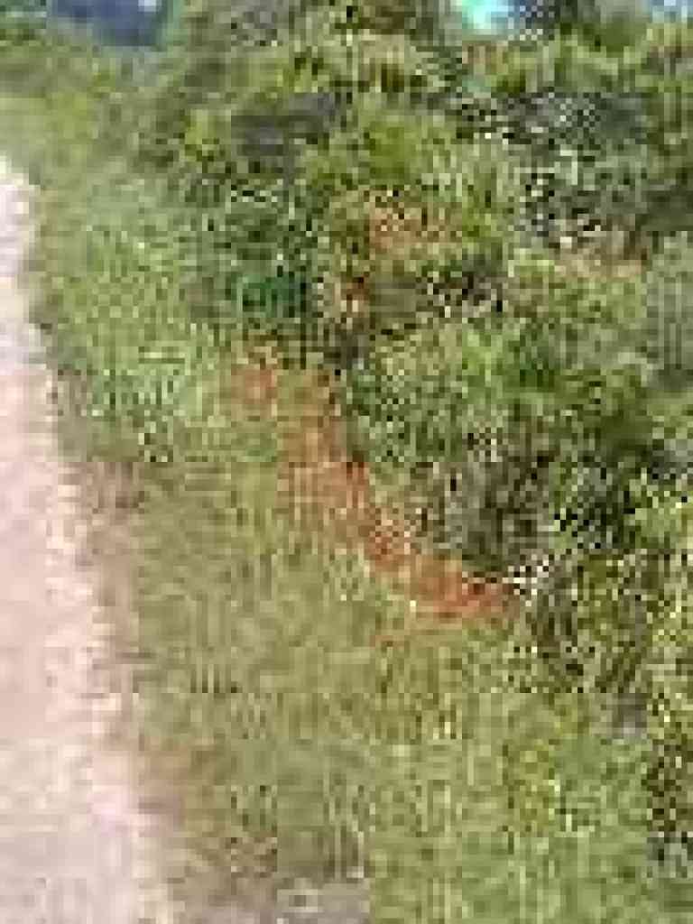 Patch of paintbrush