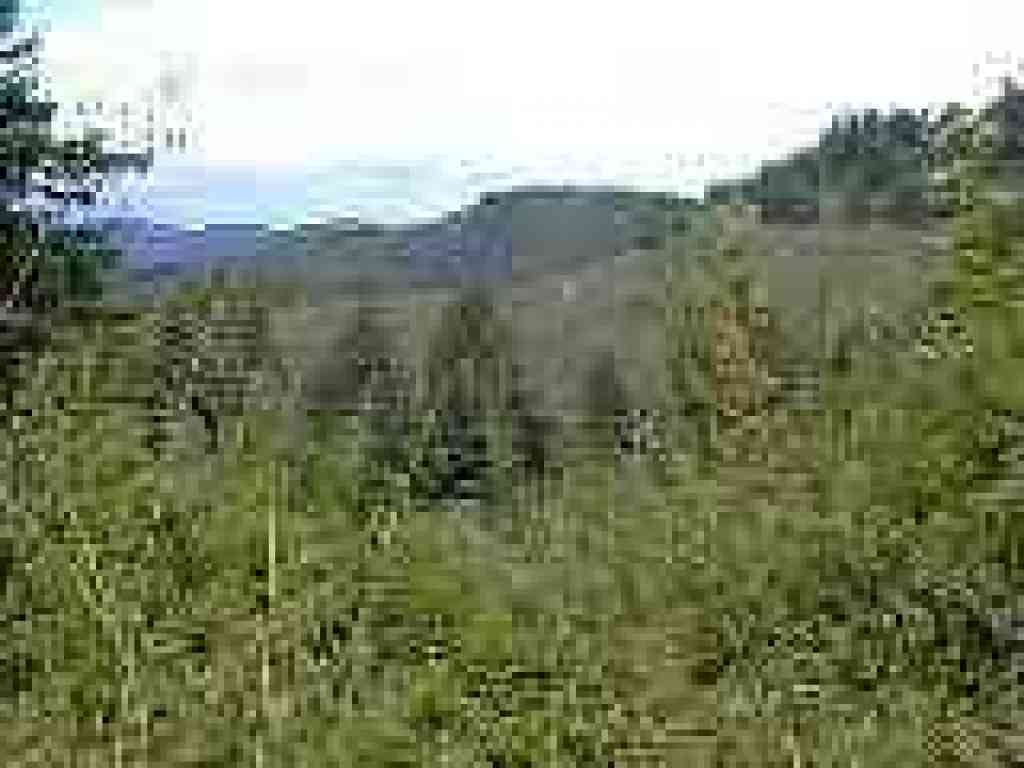 Looking north