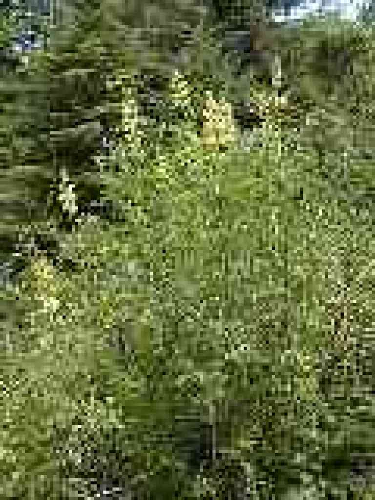 Lupine