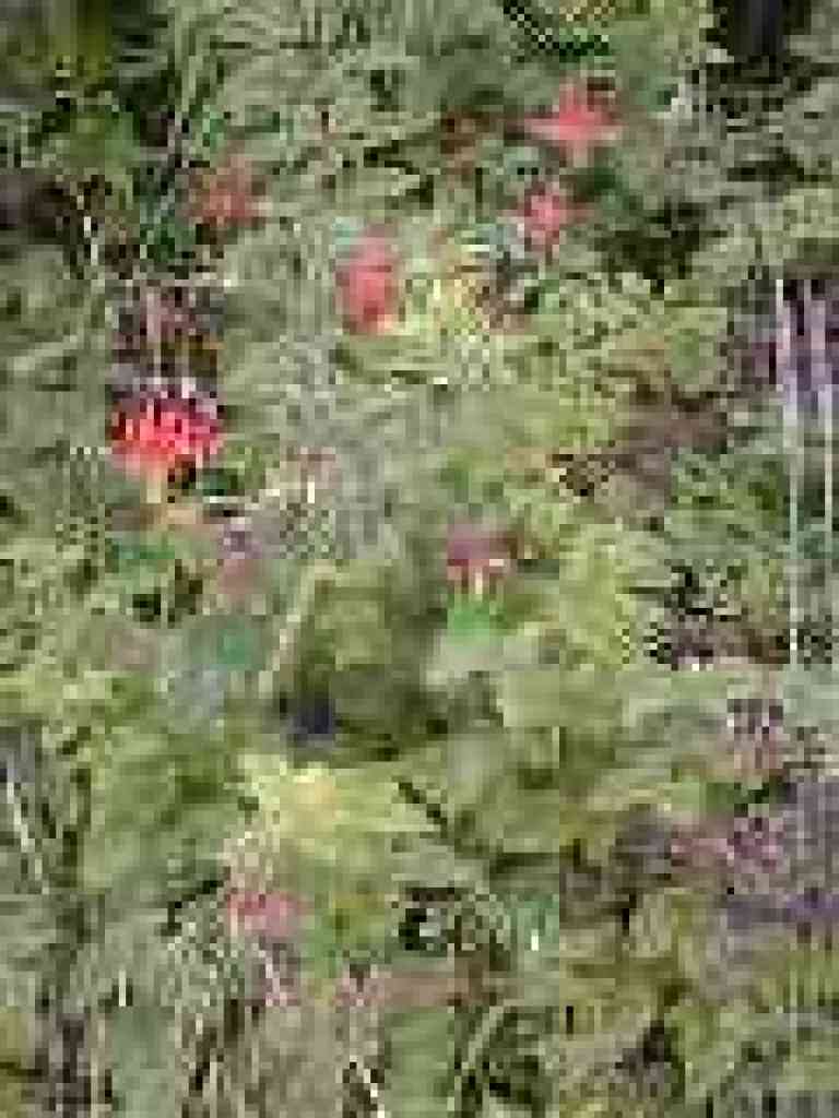 Colombine