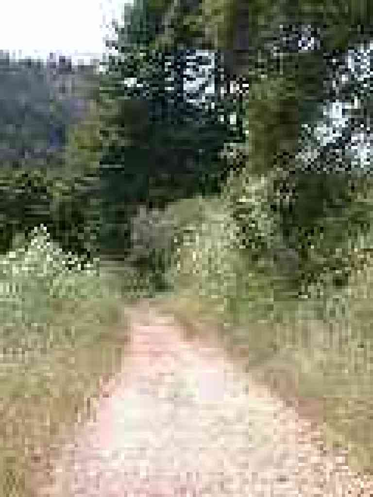 Poison hemlock lines the trail