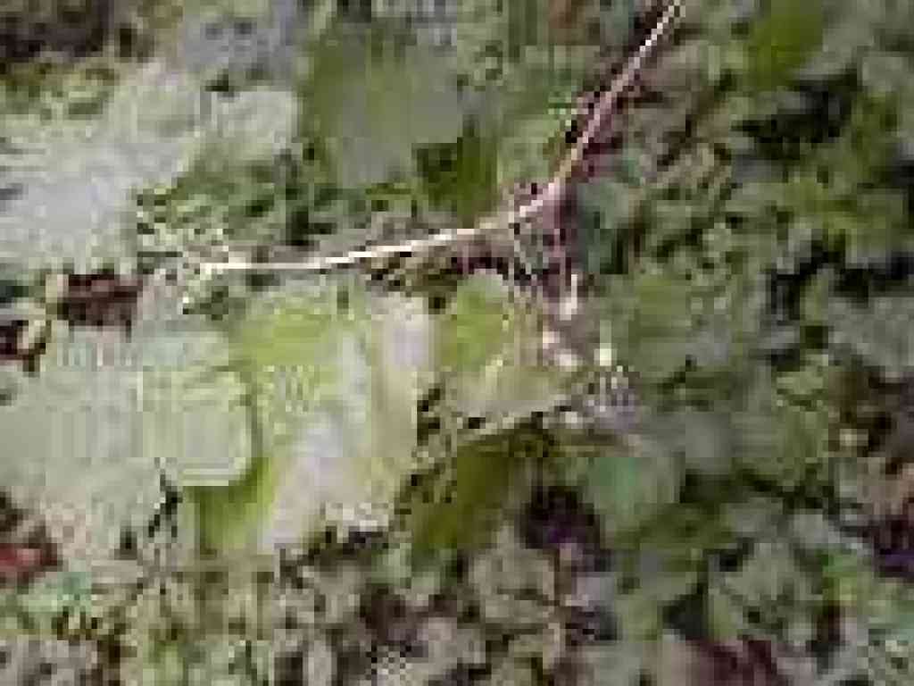 Currant berries