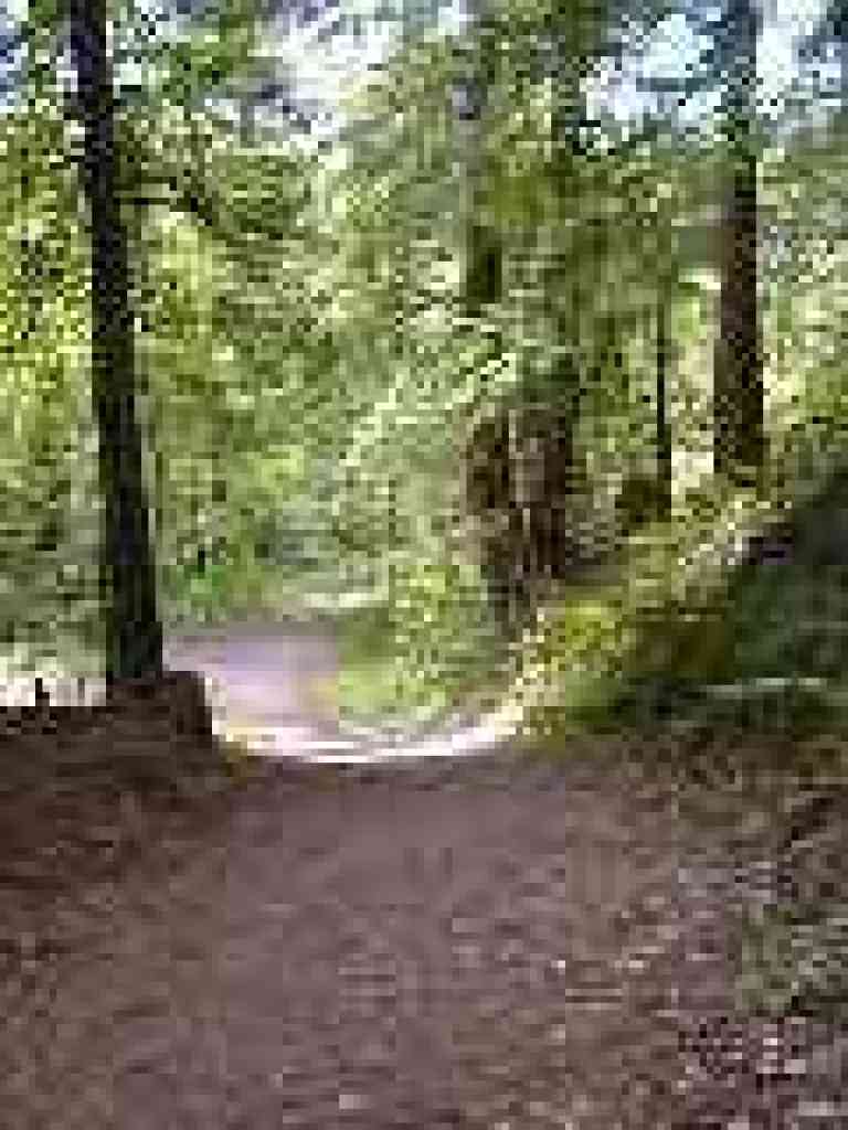 Back into redwoods