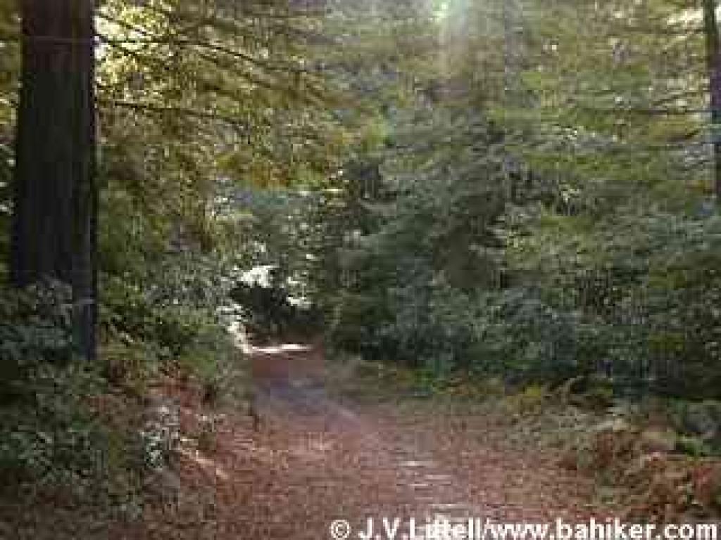 Borden Hatch Mill Trail