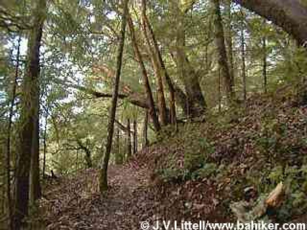 Bald Knob Trail photo