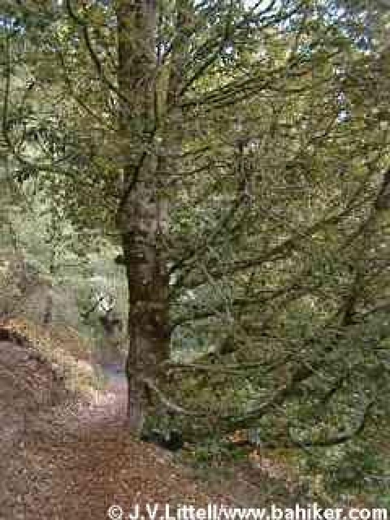 Tanoak photo