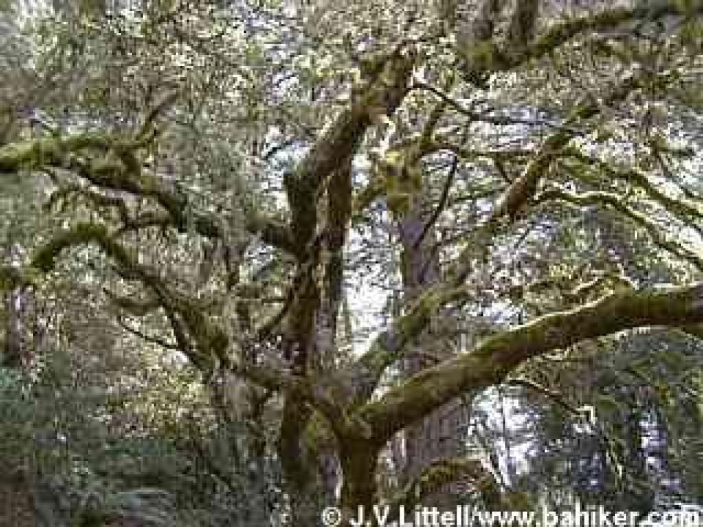 Coast live oak photo