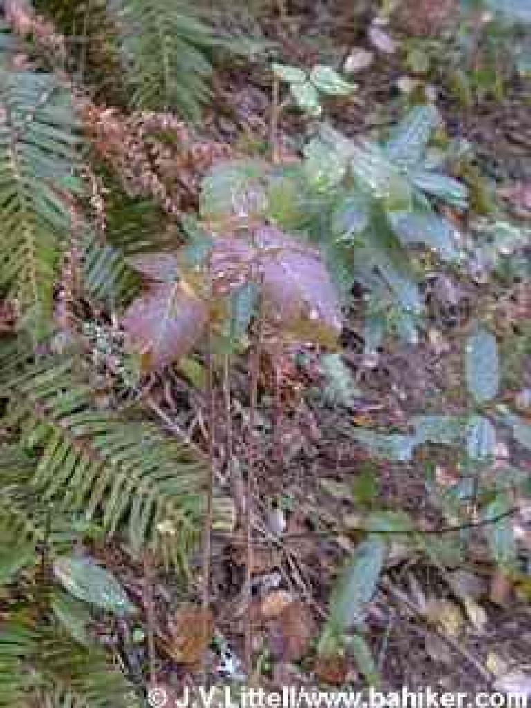 Poison oak photo