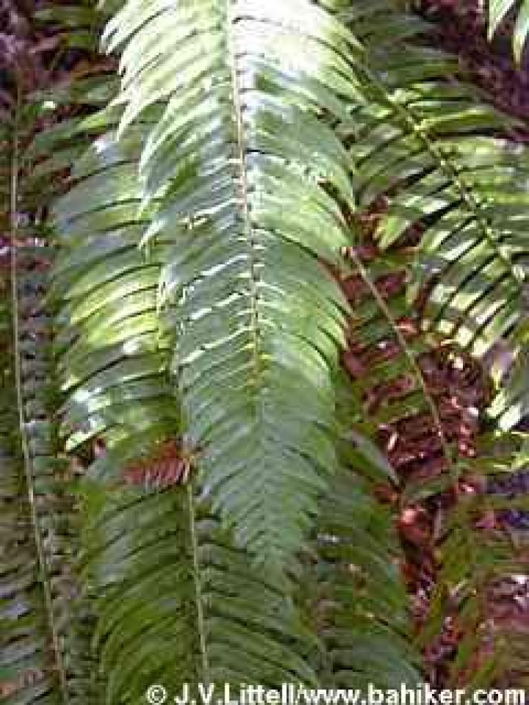 Sword fern