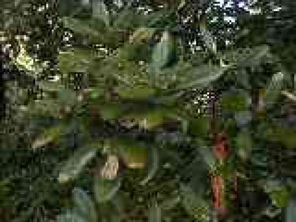 Tanoak