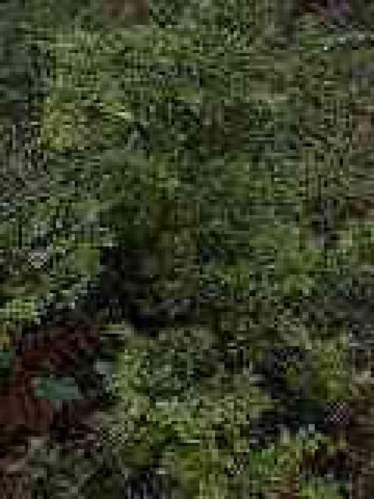 Huckleberry