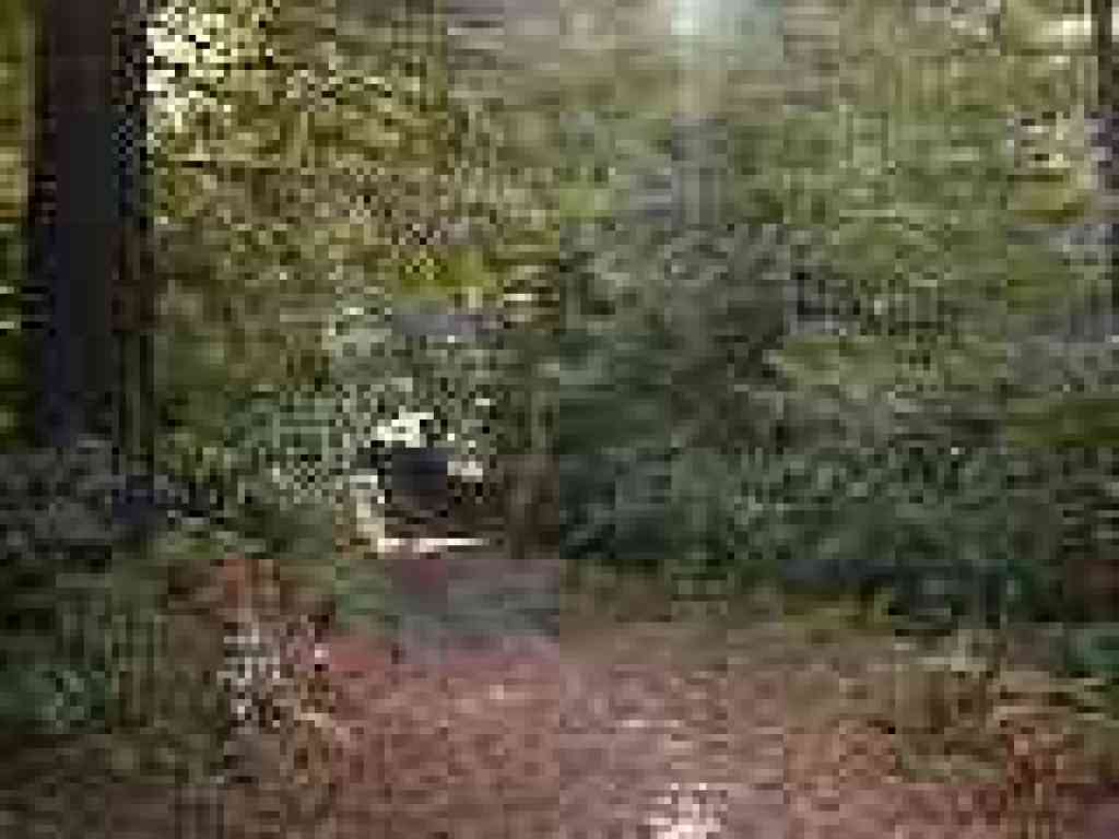 Borden Hatch Mill Trail