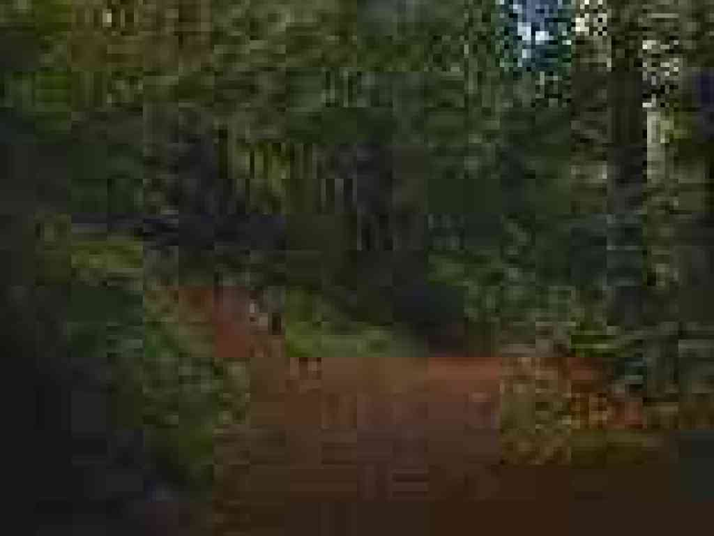 Junction with Bald Knob Trail