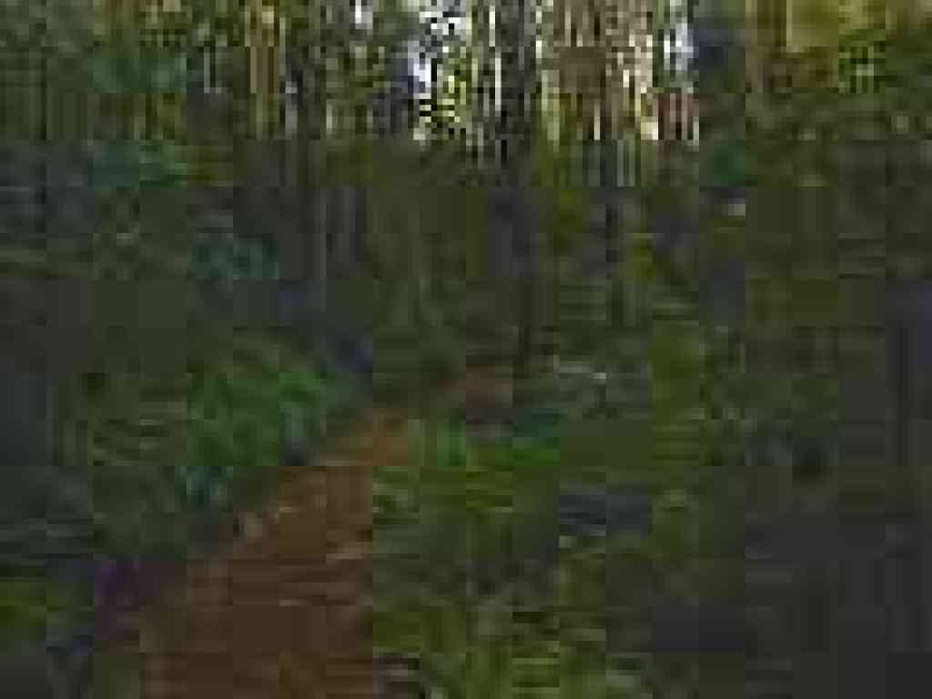 Lush woods