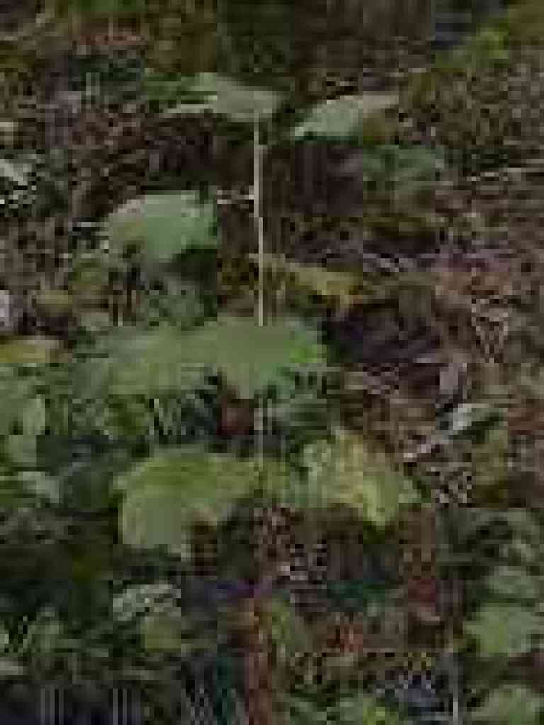Currant