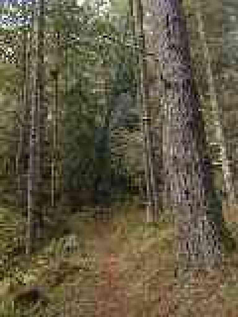Bald Knob Trail