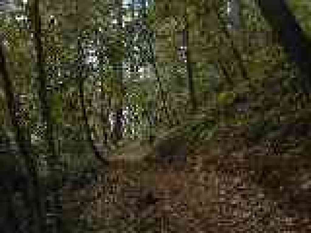 Path winds through a mixture of trees