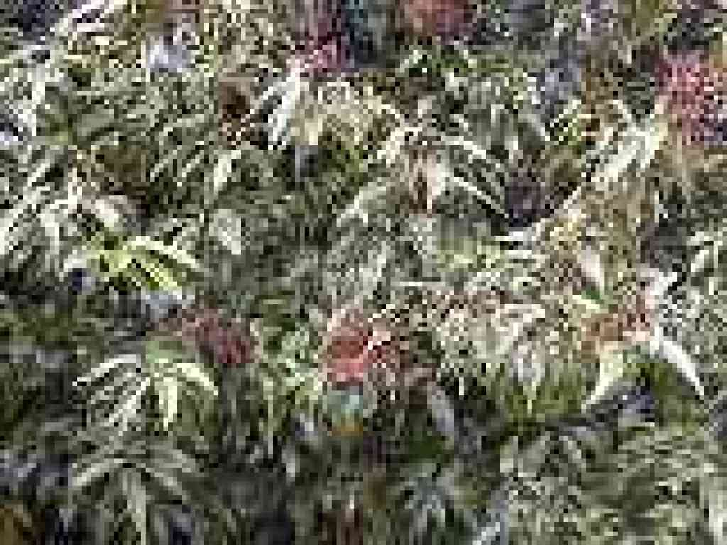 Chinquapin