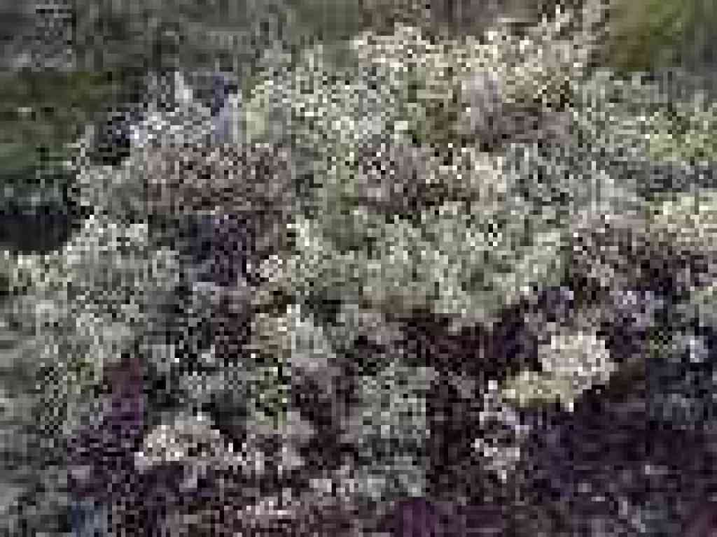 Manzanita