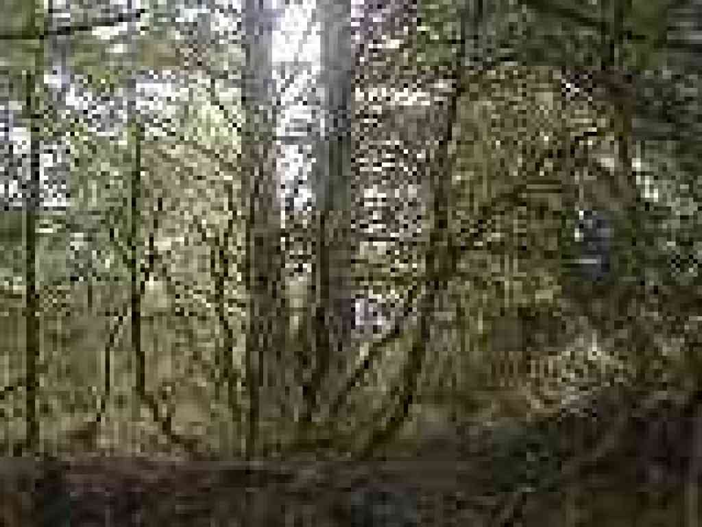 Moss covered trees