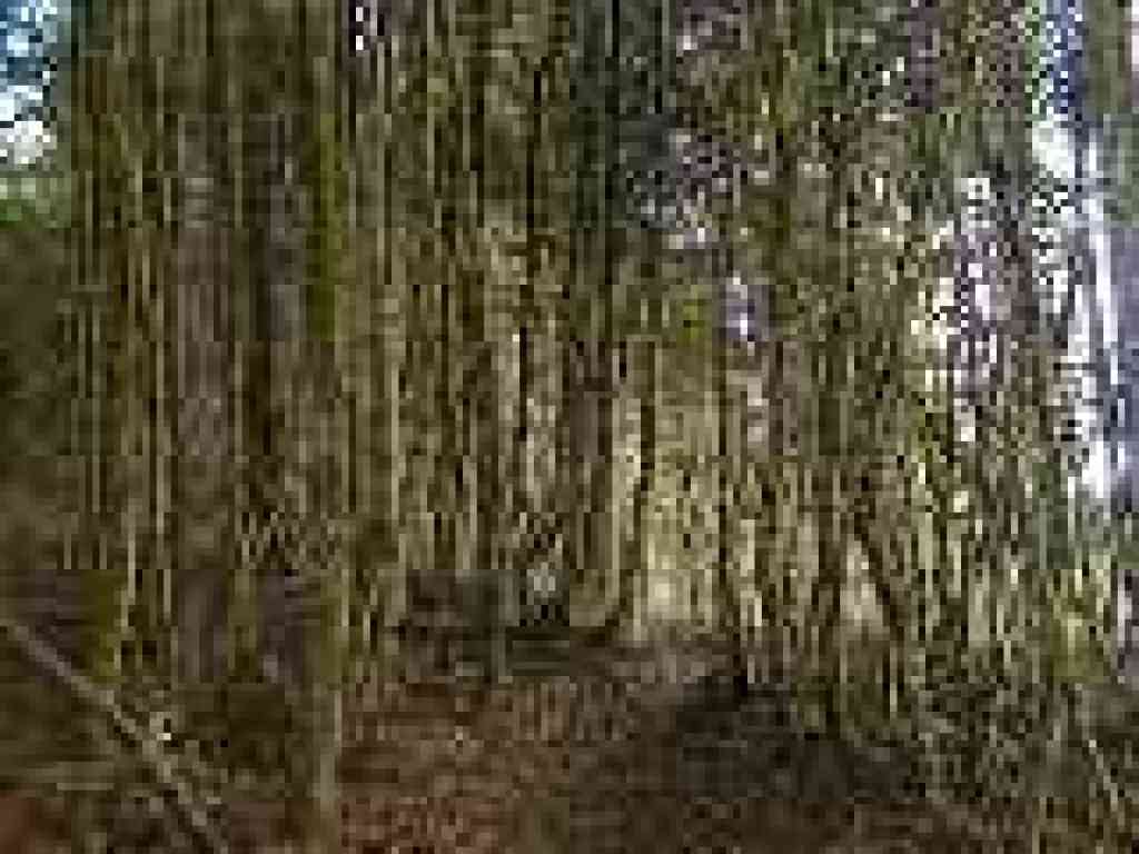 Walking through chinquapins