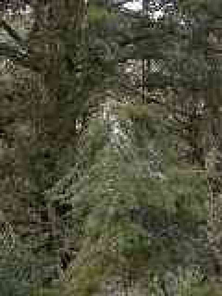 Douglas fir
